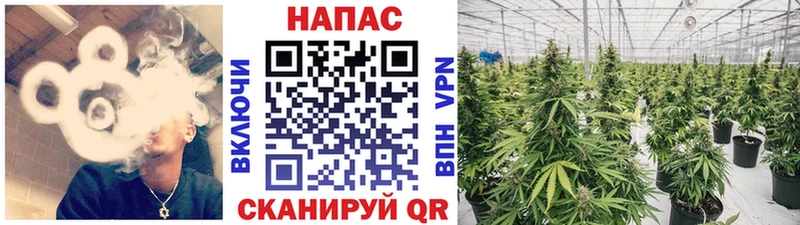 Конопля White Widow где купить наркоту Галич